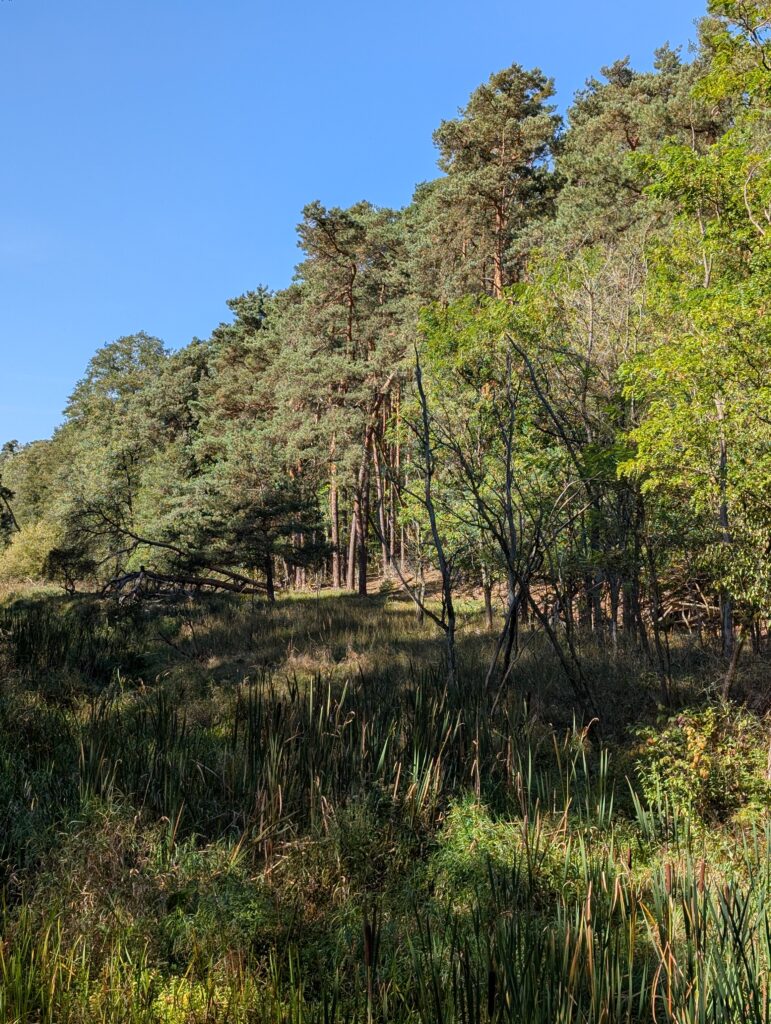 kanał łasica w kampinoskim parku narodowym obok porośniętych wydm