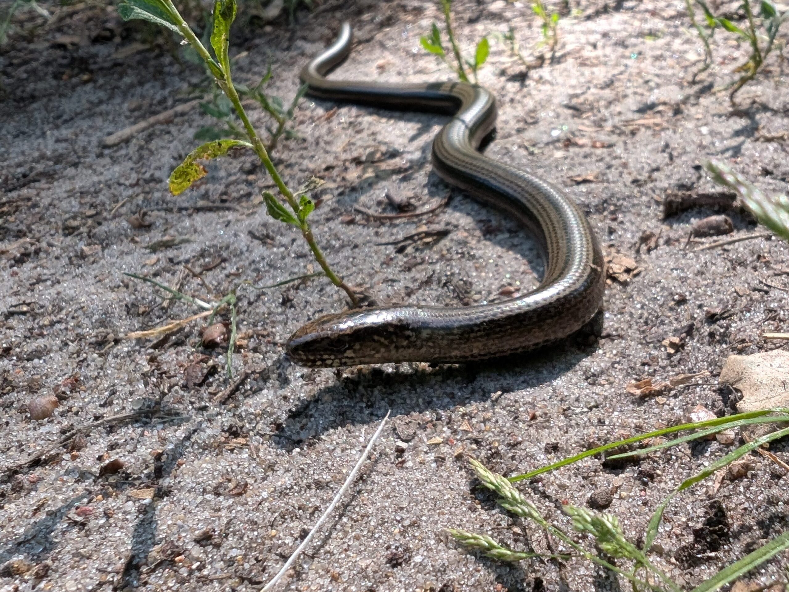 Padalec zwyczajny. Szacunek do zwierząt to jedna z najważniejszych informacji jaką należy przyswoić, kiedy zastanawiamy się jak przygotować się na wycieczkę po lesie.