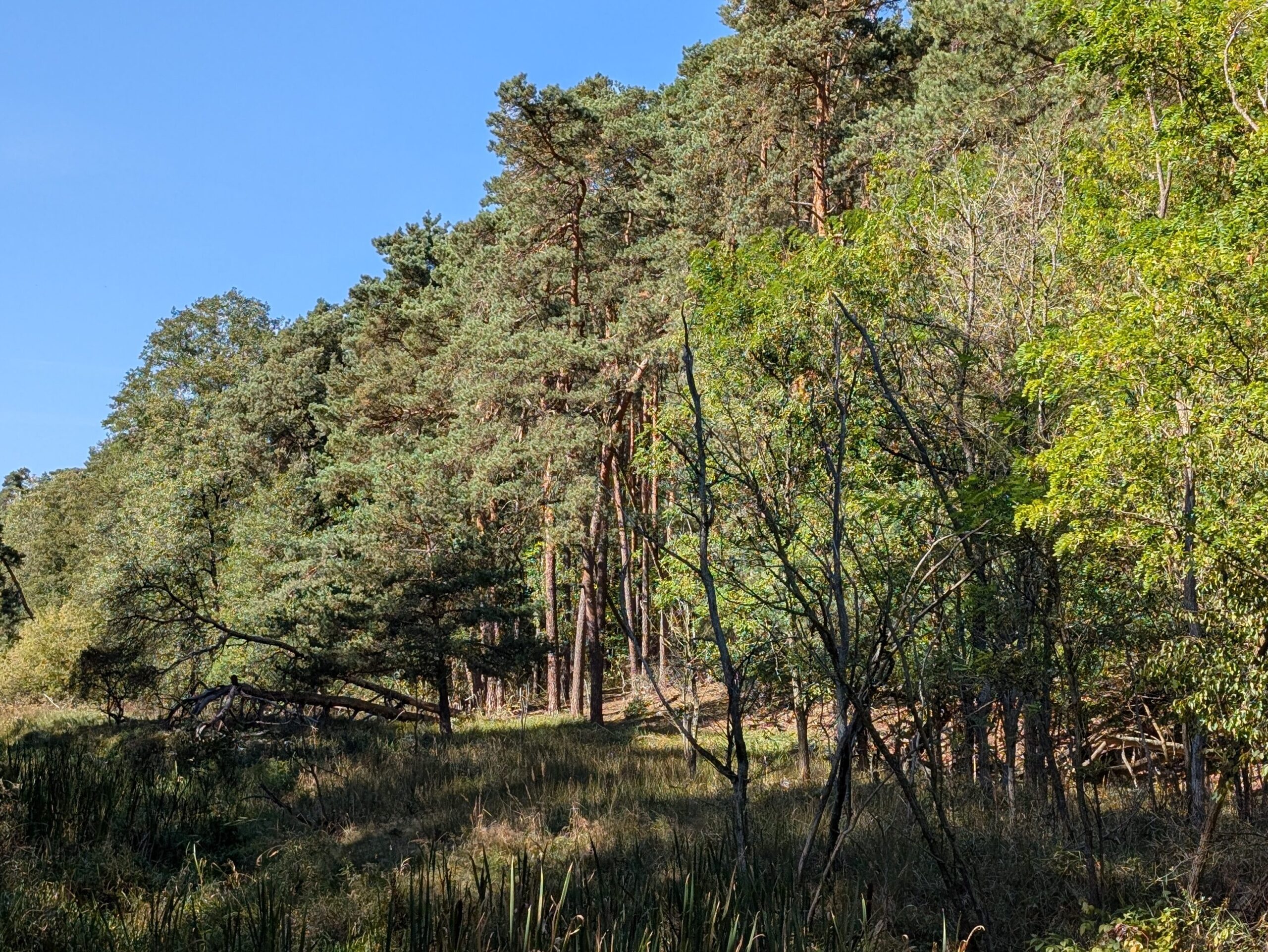 kanał łasica w kampinoskim parku narodowym obok porośniętych wydm